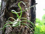 TILLANDSIA : BULBOSA